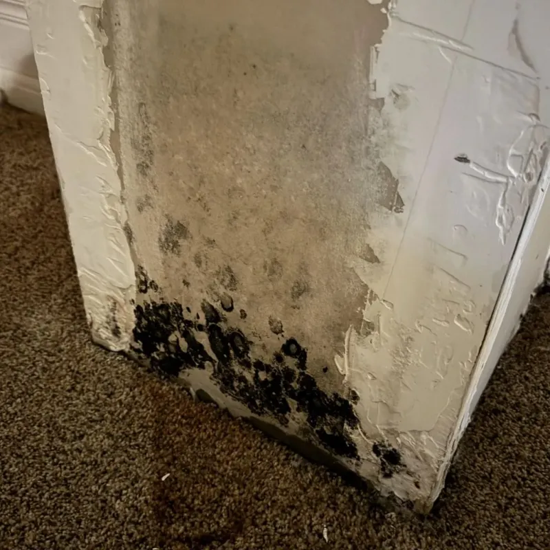 Professional Mold Removal in Franklin County, MA